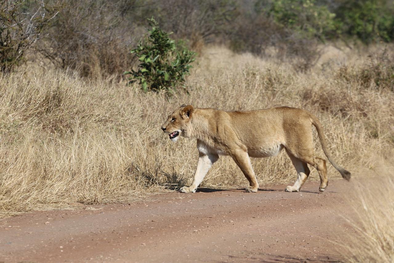 Lions Place Grietjie Game Reserve エクステリア 写真