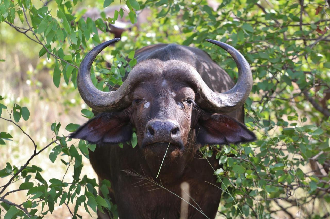 Lions Place Grietjie Game Reserve エクステリア 写真